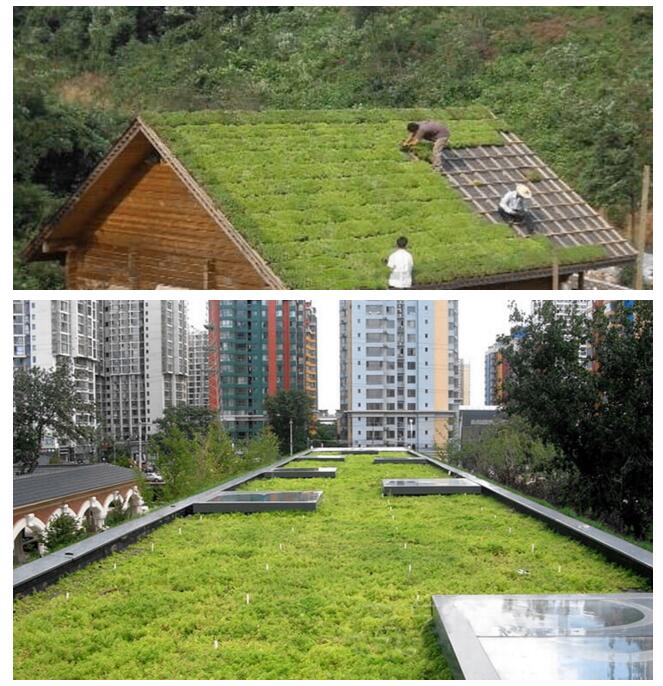 Green Roof Trays, Automated Green Roof Modular Tray System